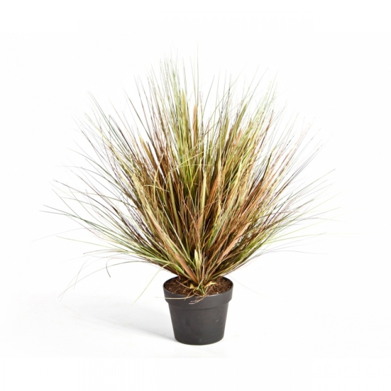 Autumn Onion Grass x 1624 50-70 cm