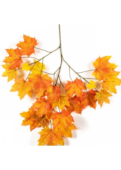 Autumn Sugar Maple - FR 80 cm