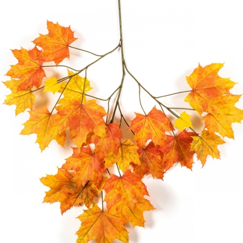Autumn Sugar Maple - FR 80 cm