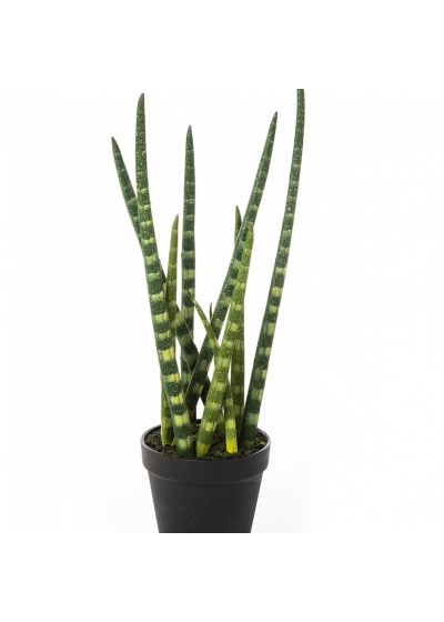 BATON PLANT W/POT 42-99 cm