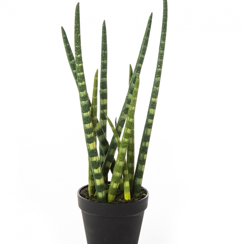 BATON PLANT W/POT 42-99 cm