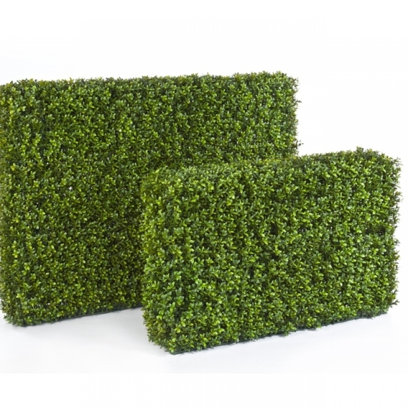 BOXWOOD HEDGE 55X95 CM 55 cm