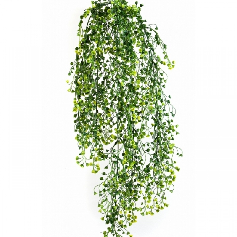 Baby Tear Hanging Bush x 5 70 cm