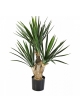 Baby Yucca x 3 68 cm