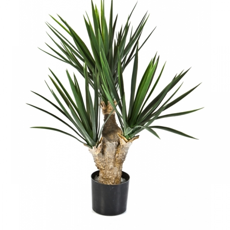 Baby Yucca x 3 68 cm