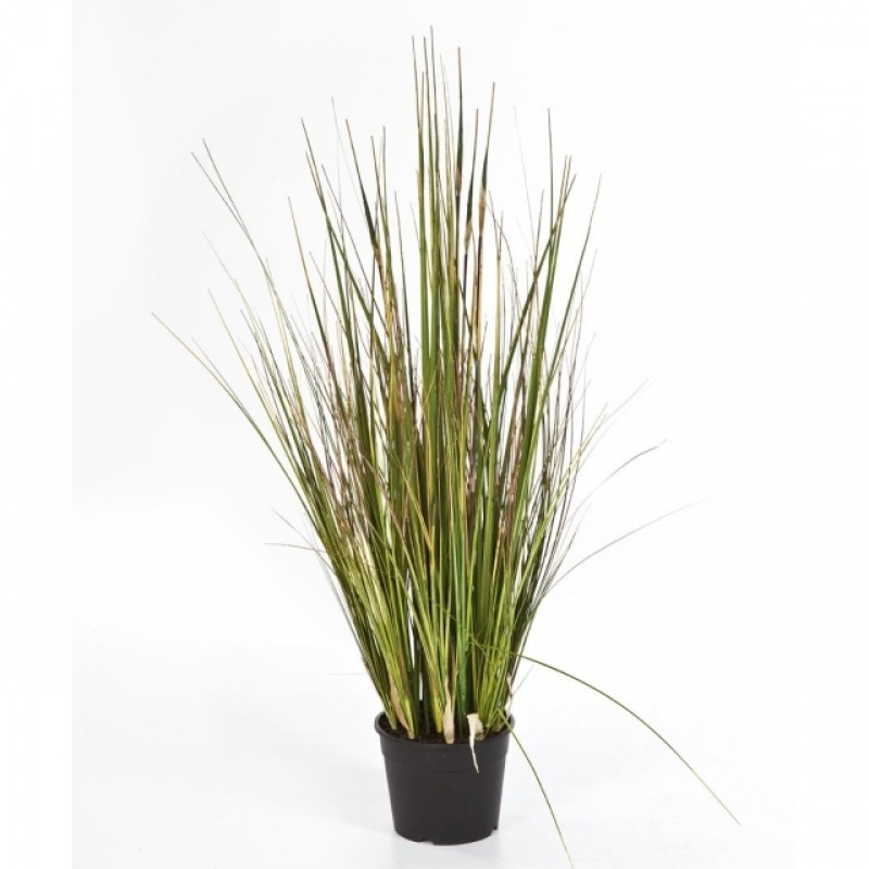Bamboo grass x 5 90-150 cm