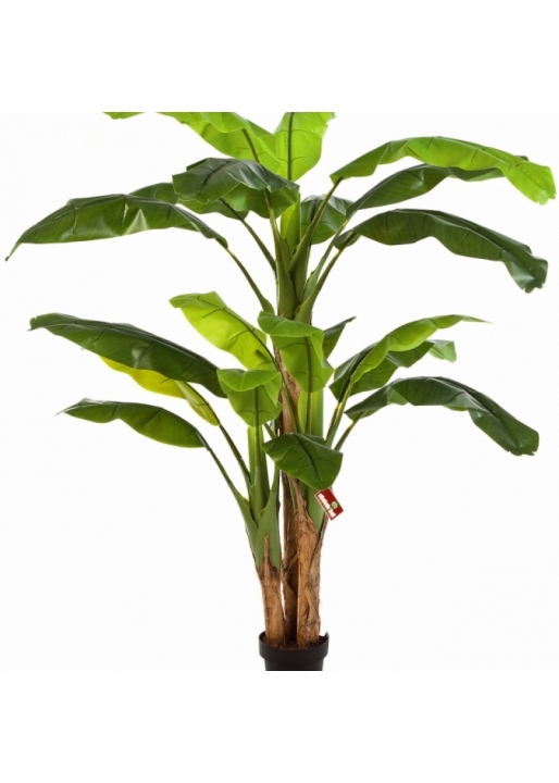 Bananatree x 3 w/pot 180-300 cm