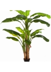Bananatree x 3 w/pot 180-300 cm