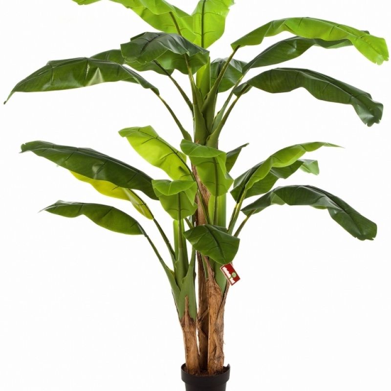 Bananatree x 3 w/pot 180-300 cm