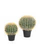 Barrel Cactus 33-46 cm
