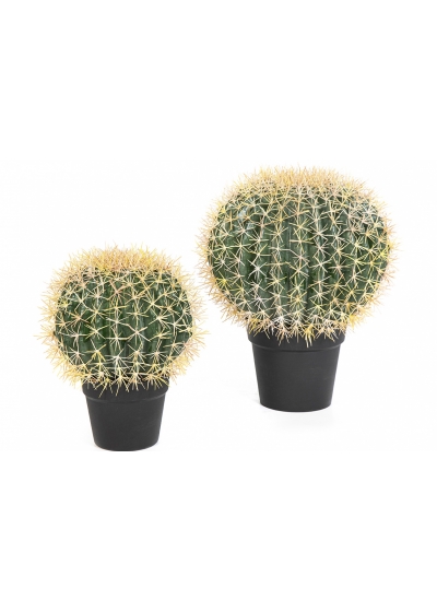Barrel Cactus 33-46 cm