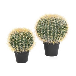 Barrel Cactus 33-46 cm