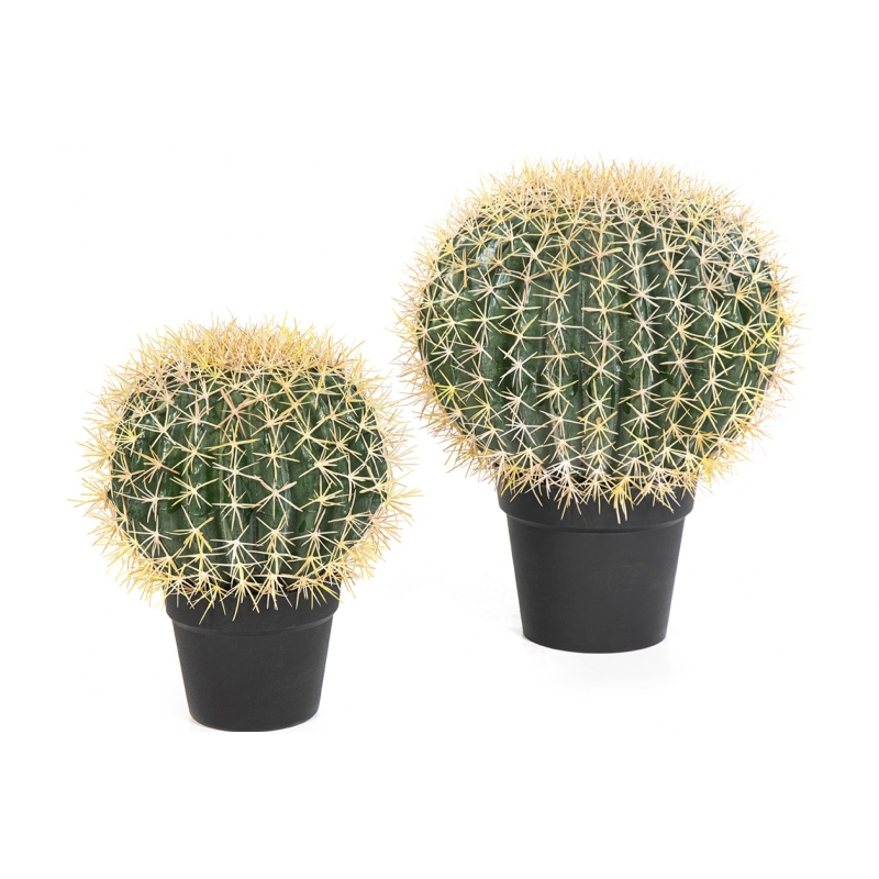 Barrel Cactus 33-46 cm