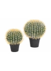 Barrel Cactus 33-46 cm