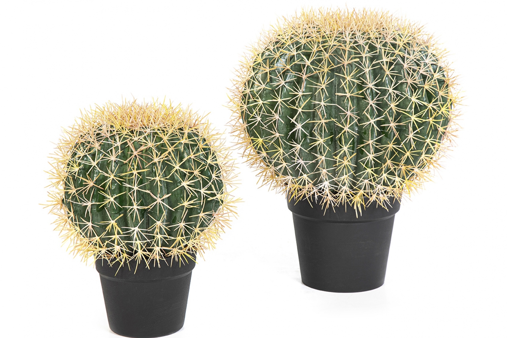 Barrel Cactus 33-46 cm