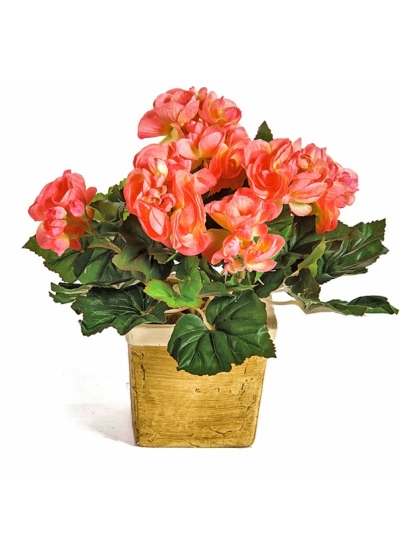 Begonia Bush x 36 20 cm