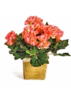 Begonia Bush x 36 20 cm