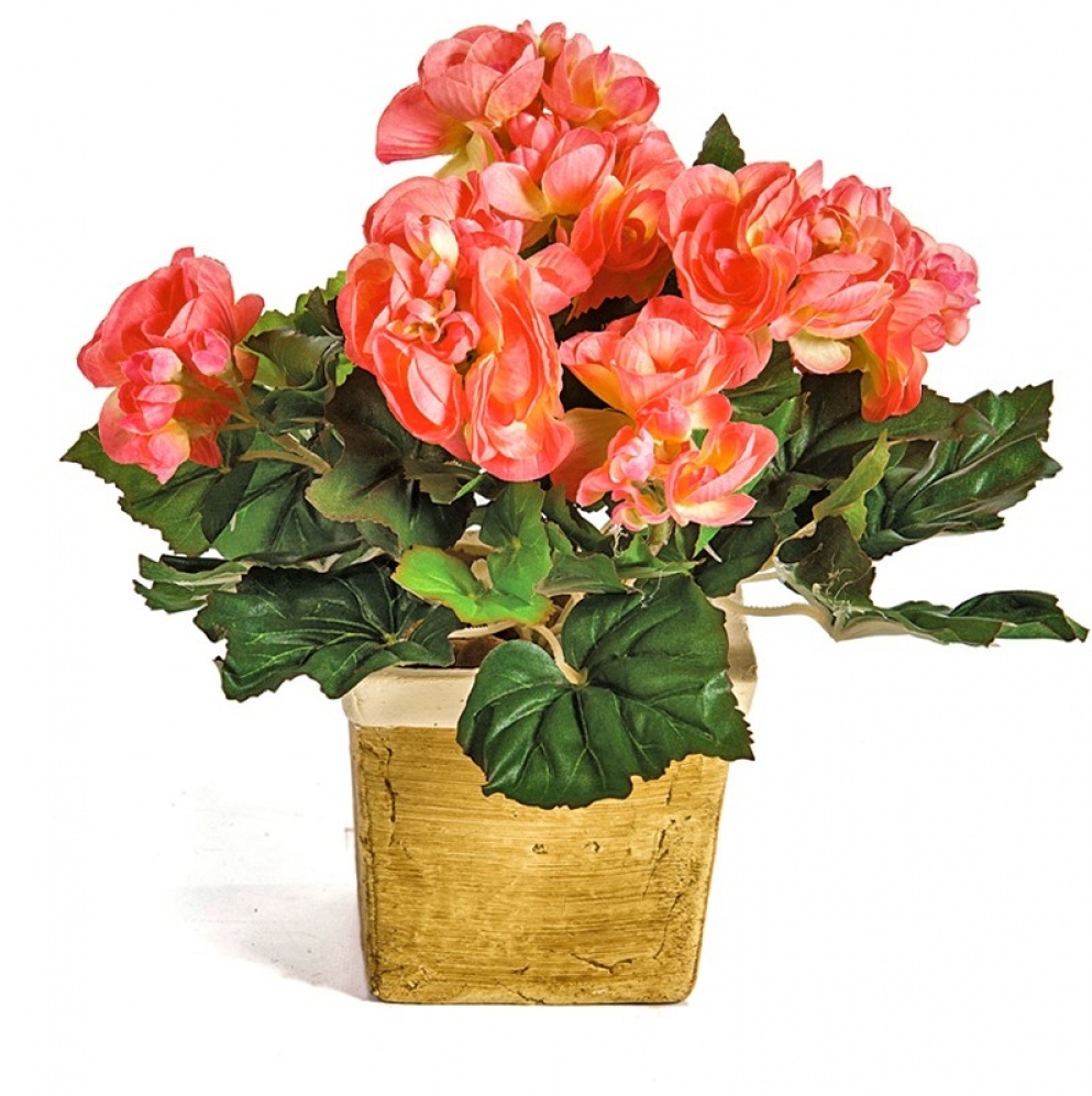 Begonia Bush x 36 20 cm