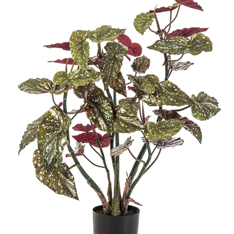 Begonia Maculata 70-92 cm