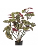 Begonia Maculata 70-92 cm