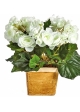 Begonia bush x 36 cream 20 cm