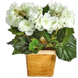 Begonia bush x 36 cream 20 cm