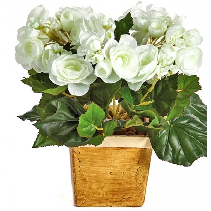 Begonia bush x 36 cream 20 cm