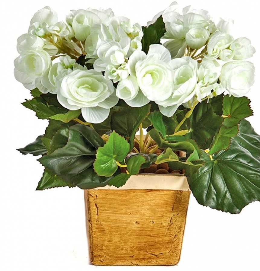 Begonia bush x 36 cream 20 cm