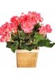 Begonia bush x 36 hard rose 20 cm