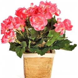 Begonia bush x 36 hard rose 20 cm