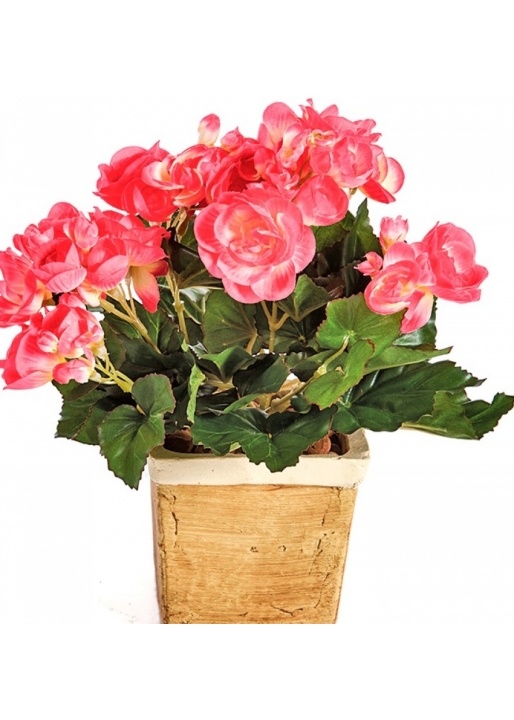 Begonia bush x 36 hard rose 20 cm