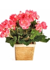 Begonia bush x 36 hard rose 20 cm