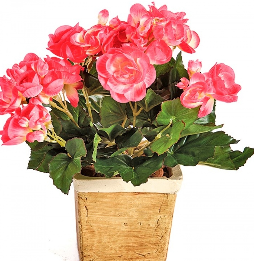Begonia bush x 36 hard rose 20 cm