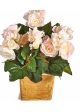 Begonia bush x 36 pink 20 cm