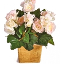 Begonia bush x 36 pink 20 cm