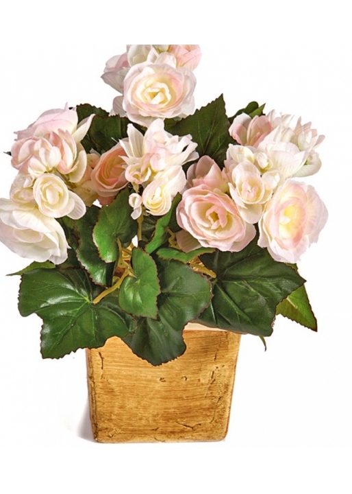 Begonia bush x 36 pink 20 cm