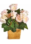 Begonia bush x 36 pink 20 cm