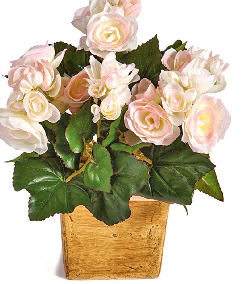 Begonia bush x 36 pink 20 cm