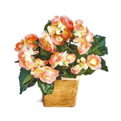 Begonia bush x 36 yellow/peach 20 cm