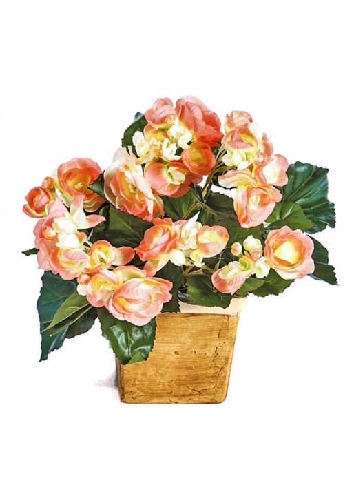 Begonia bush x 36 yellow/peach 20 cm