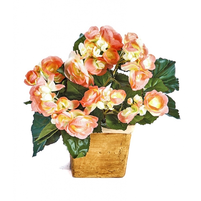 Begonia bush x 36 yellow/peach 20 cm
