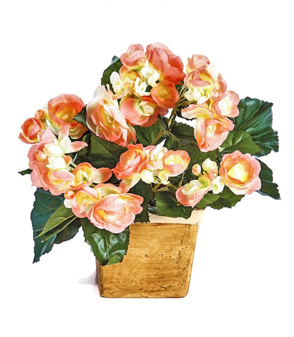 Begonia bush x 36 yellow/peach 20 cm
