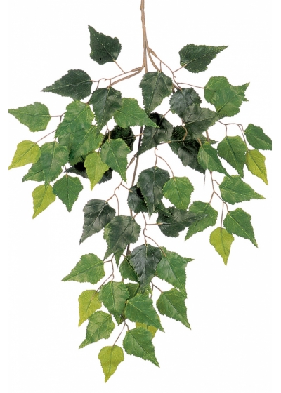 Birch spray x 3 3 cm