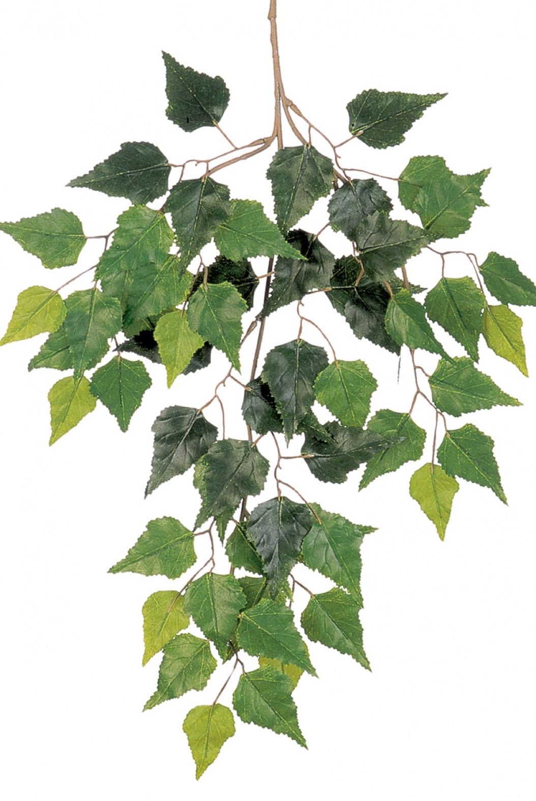 Birch spray x 3 3 cm