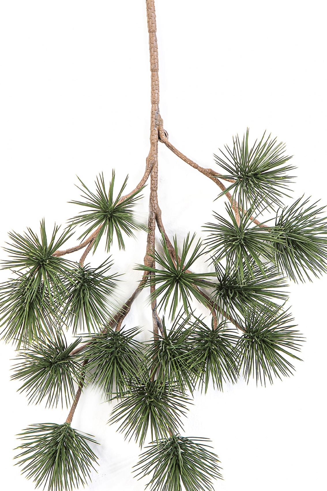 Bonzai Pinus Parviflor Spray 45 cm