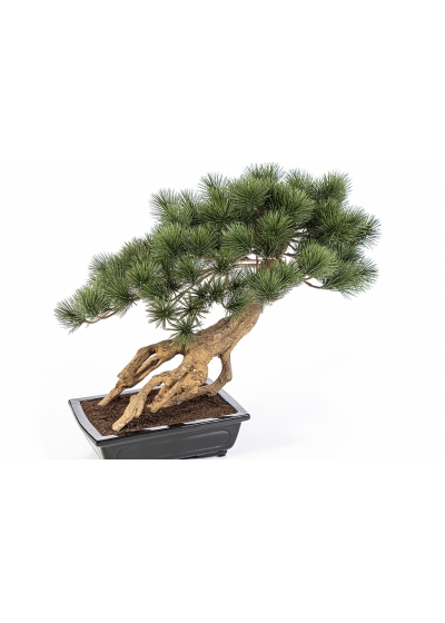 Bonzai Pinus Parviflor with Black Pot 55 cm