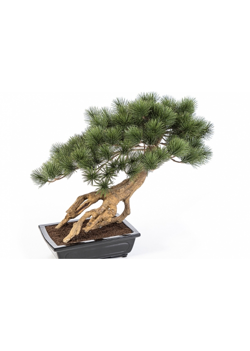 Bonzai Pinus Parviflor with Black Pot 55 cm