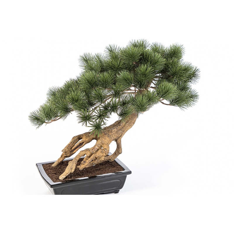 Bonzai Pinus Parviflor with Black Pot 55 cm