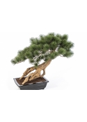 Bonzai Pinus Parviflor with Black Pot 55 cm