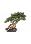 Bonzai Pinus Parviflor with Black Pot 55 cm